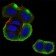 CSNK2B Primary Antibody MP30691 [M2F12F3]