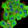 RPS6KA2 Primary Antibody MP30694 [M3C4C8]