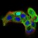 HSF1 Primary Antibody MP30696 [M4D5F4]