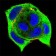 XRCC6 Primary Antibody MP30698 [M7A9E7]