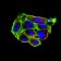 VIL1 Primary Antibody MP30700 [M3E5G11]