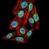 PER3 Primary Antibody MP30703 [M4B9D7]