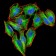 PKN1 Primary Antibody MP30717 [M4H10B1]