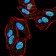 PLCG2 Primary Antibody MP30725 [M3A8B6]