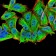 MuRF1 Primary Antibody MP30726 [M7B8E1]