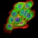 PKHD1 Primary Antibody MP30740 [M8G12A1]