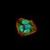SLINGSHOT-1L Primary Antibody MP30743 [M1A5C8]