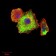 TUBB1 Primary Antibody MP30762 [M2A1A9]