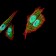 TFAP2A Primary Antibody MP30770 [M1A10C5]