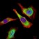 ATG5 Primary Antibody MP30775 [M8E8G6]