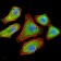 SELL Primary Antibody MP30776 [M8C8B7]