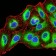 EMD Primary Antibody MP30789 [M8F5A8]