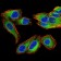 EMD Primary Antibody MP30790 [M8F5G2]