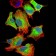 CSF3 Primary Antibody MP30792 [M8G5F7]