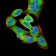 ANXA5 Primary Antibody MP30796 [M3B9B7]