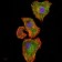 NFKBIA Primary Antibody MP30797 [M4D4C4]