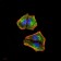 NFKBIA Primary Antibody MP30797 [M4D4C4]