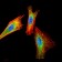 NFKBIA Primary Antibody MP30798 [M4D4F2]