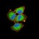 EZR Primary Antibody MP30799 [M6F1A9]