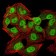 CBX1 Primary Antibody MP30802 [M4D7B8]