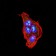 PLCG2 Primary Antibody MP30803 [M1E10C11]
