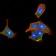 PLCG2 Primary Antibody MP30804 [M2D9E8]