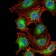 PDPK1 Primary Antibody MP30805 [M7E4G11]