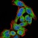 PDPK1 Primary Antibody MP30806 [M3H3D9]
