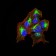 ERBB4 Primary Antibody MP30811 [M4E7G5]