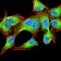 NOX4 Primary Antibody MP30812 [M3H2C4]