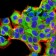 BMP2 Primary Antibody MP30814 [M9E10G12]