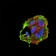 CIDEC Primary Antibody MP30818 [M7C12F11]