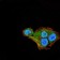 THAP1 Primary Antibody MP30819 [M8D10C8]