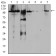 RAB11FIP1 Primary Antibody MP30825 [M1A12B9D8]