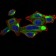 RALA Primary Antibody MP30834 [M4G8C7]