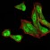 MGMT Primary Antibody MP30837 [M1A11F8]