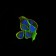 RND3 Primary Antibody MP30838 [M5C7E8]