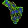 RND3 Primary Antibody MP30839 [M5C7B6]