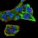 Rab13 Primary Antibody MP30844 [M7G8A4]