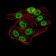 AOF1 Primary Antibody MP30847 [M5E10C1]