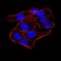 AOF1 Primary Antibody MP30847 [M5E10C1]