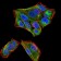 SIRT4 Primary Antibody MP30850 [M6G6D2]