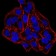 DNMT3B Primary Antibody MP30854 [M4D1A2E5]