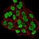 DNMT3B Primary Antibody MP30854 [M4D1A2E5]