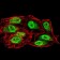 SIRT6 Primary Antibody MP30856 [M2G1H1]