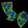PLCG1 Primary Antibody MP30861 [M3C2D11]