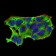 NOS1 Primary Antibody MP30862 [M2E11G6]
