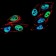 PMS2 Primary Antibody MP30863 [M1E9D11]