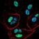 PMS2 Primary Antibody MP30863 [M1E9D11]