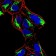 ATF3 Primary Antibody MP30864 [M7F1B10]